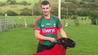 This Mayo fella has dyed his sheep red and green in support of Mayo for Sam
