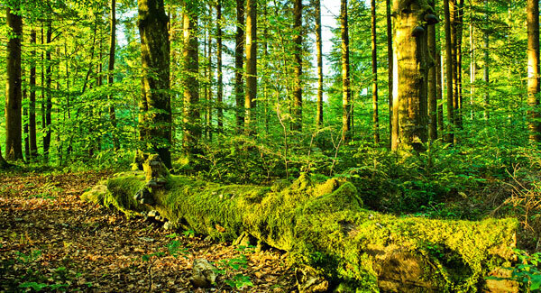 A woodland forage can be fun for parents and children