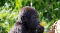 Dublin Zoo welcomes baby gorilla into new habitat