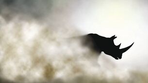 Will legal trade of horns save or eradicate rhino population?