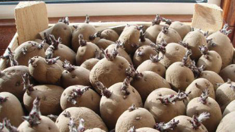 Farmer issues health warning to spud thieves Farmer issues health warning to spud thieves