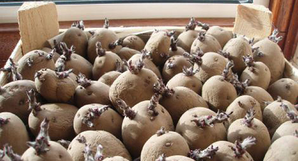 Farmer issues health warning to spud thieves