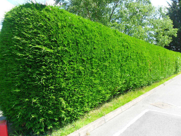 This ‘palm tree’ hedge can grown to 18 m if left unchecked and can cause interpersonal chaos in a few short years with neighbours. This ‘palm tree’ hedge can grown to 18 m if left unchecked and can cause interpersonal chaos in a few short years with neighbours.
