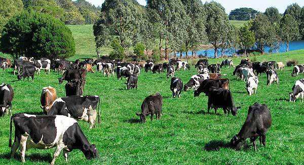Grazing advice: methods to ensure that your herd health stays in perfect condition