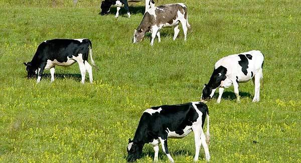 Kieran Coughlan: Contract rearing offers real opportunity for hard-working farmers this spring