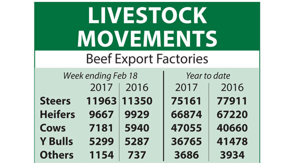 Cattle marts: Record level of spring beef supply hits prices