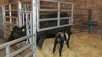 Safety inspection of 500 farms has commenced