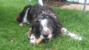 They call it puppy love: Jen Hogan's ode to her beloved Rodney