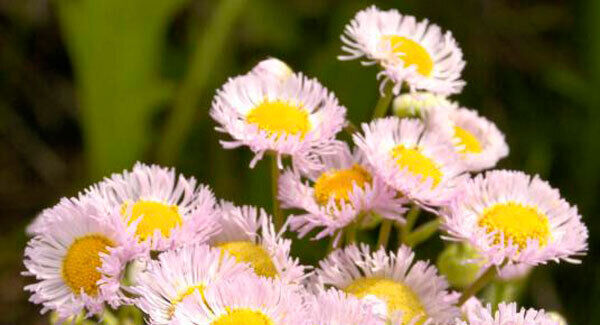 Erigeron breviscapus