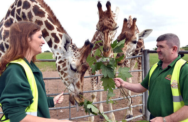 Wille Duffy, head warden at Fota Wildlife park, feeds the giraffes. Picture: Eddie O’Hare.