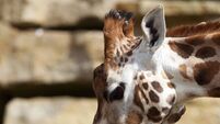 New baby giraffe for Dublin Zoo - and you get to name her