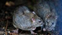 Pests may have moved into buildings emptied by Covid-19, expert says