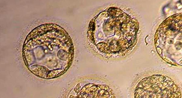 Investigation begins as embryos destroyed at Italian clinic