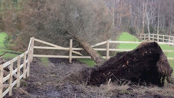 A tree is knocked over in Westport by high winds as Lorenzo approaches Pic Paul Mealey