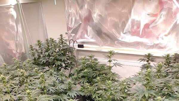 Some of the suspected cannabis plants in the house in Athenry. Pic: Garda Press Office