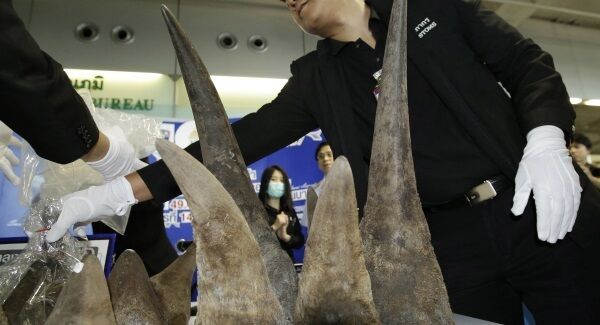 File and unrelated image of Rhino horn seizures File and unrelated image of Rhino horn seizures