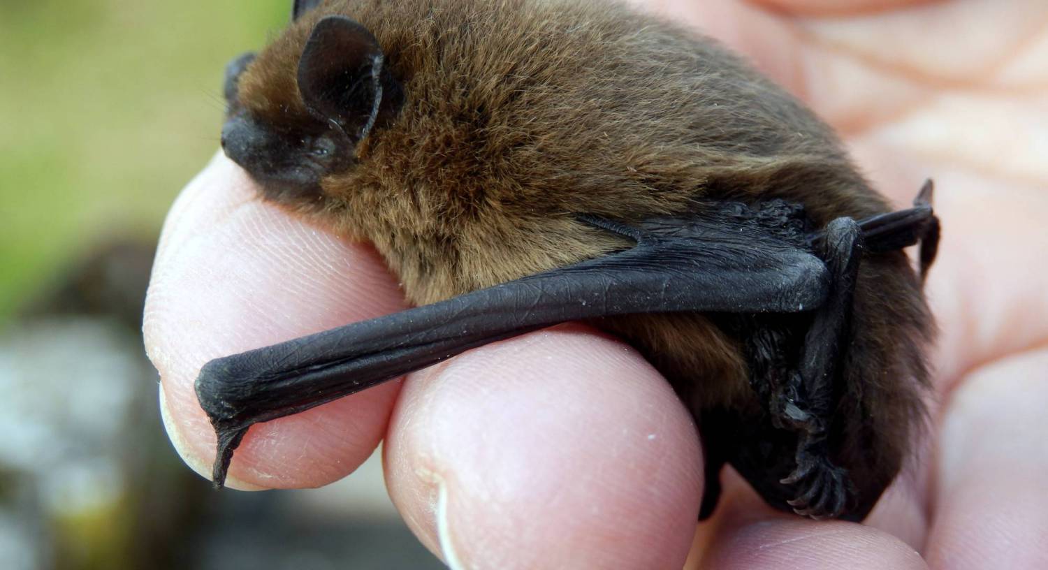 New housing development will have to make special arrangements for a single bat
