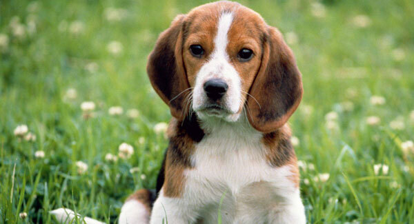 Vets advise Covid-19 positive people to isolate their pets