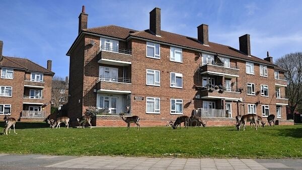 A herd of fallow deer graze on the lawns in front of a housing estate in Harold Hill in east London on April 4, 2020, as nature takes advantage of life in Britain during the nationwide lockdown to combat the novel coronavirus pandemic. Photo: Ben Stansall/AFP via Getty Images)