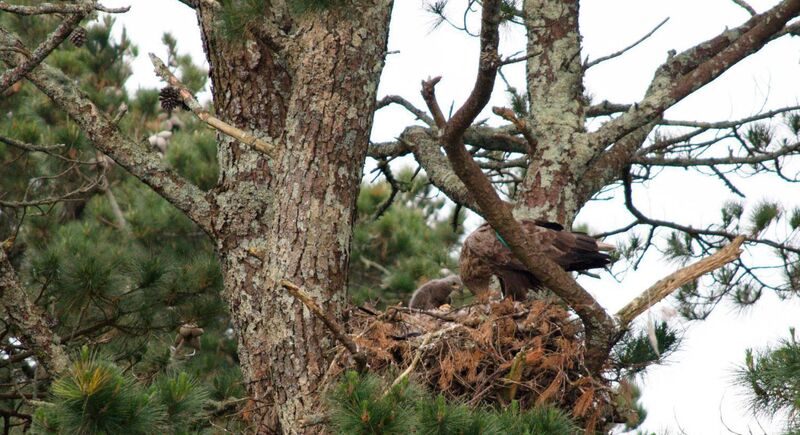 Live-streaming webcam set up by the National Parks and Wildlife Service to monitor a pair of white-tailed sea eagles and chicks in Glengarriff, Co Cork. Live-streaming webcam set up by the National Parks and Wildlife Service to monitor a pair of white-tailed sea eagles and chicks in Glengarriff, Co Cork.