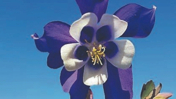 Why this blue flower is areal beauty
