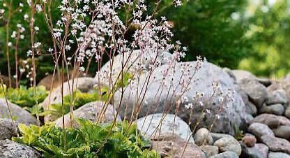 Sax appeal: Growing alpine plants like Saxifraga brings colour and variety to your plot.