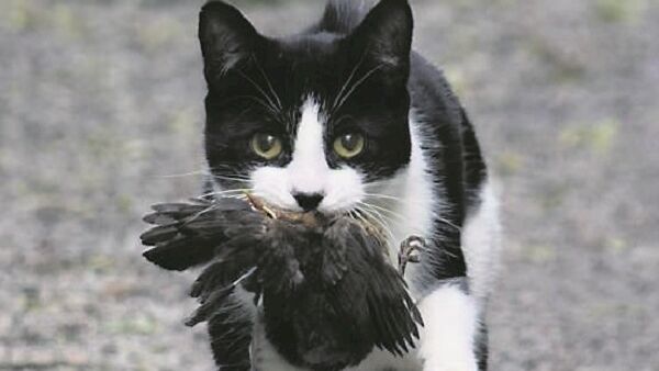 How destructive are our feline pets? File picture