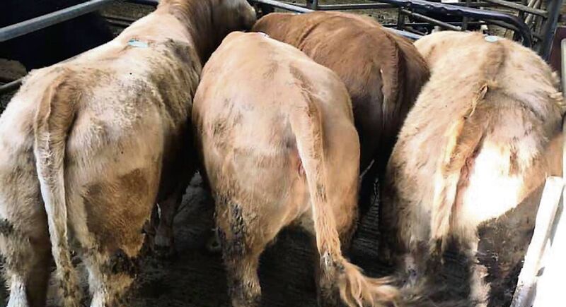 Sold through Dowra mart in Co Cavan last Saturday,these four Charolais cross store heifers of 490kg sold for €1,100 each. (€2.24 per kg).