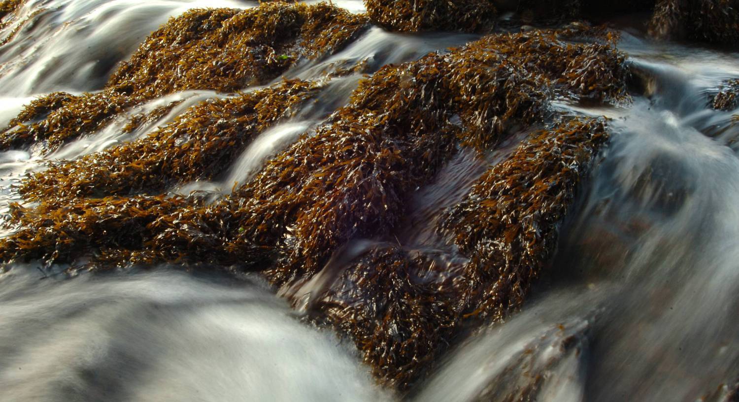Campaigners expect State to appeal kelp ruling