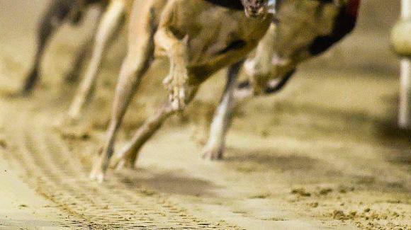 'Incredibly reckless' to breed Cowen greyhound eight times, says activist