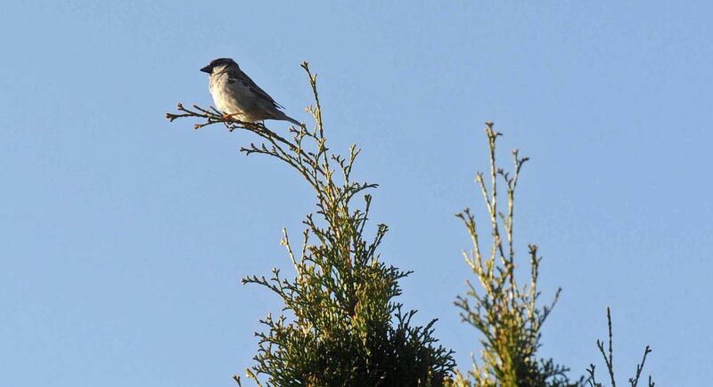 A house sparrow high up on a tree in the morning light.