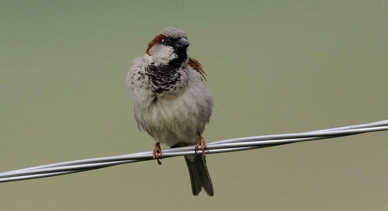 A house sparrow that is one of the birds whose numbers have declined as according to new research by the University of Exeter
