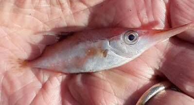 Snipe trumpet fish close up