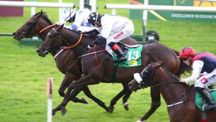 Naas and Leopardstown tips: Master Matt can show winning credentials