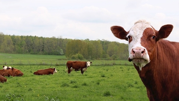 Appliance of Science: If a cow sits down does that mean it will rain?