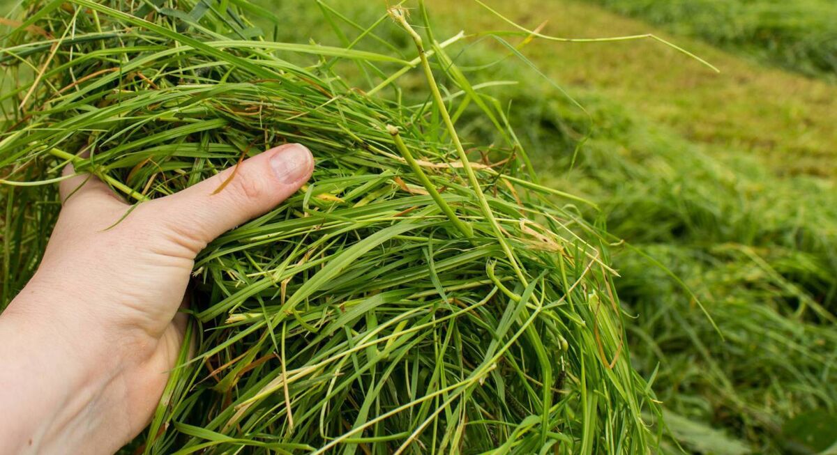 Grass growth has slowed dramatically on many farms with the north, east and midlands seem to be most hit.