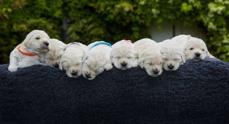 Some of the young dogs from My Canine Companion's 'P' litter - all of the pups have names that start with the letter P Some of the young dogs from My Canine Companion's 'P' litter - all of the pups have names that start with the letter P