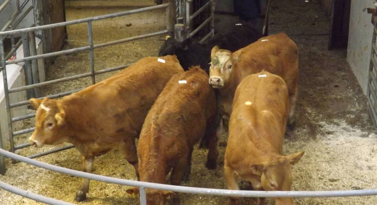At the Macroom Mart online sale last Saturdayfive Limousin steers, born January to July, 2019, which weighed 376kg and sold for €930.