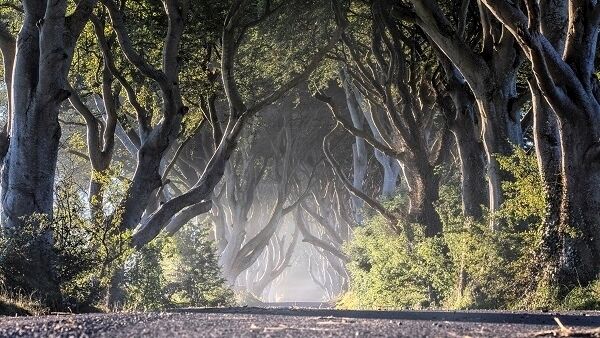 The Dark Hedges is widely photographed likely thanks to its starring role in Game of Thrones. The Dark Hedges is widely photographed likely thanks to its starring role in Game of Thrones.