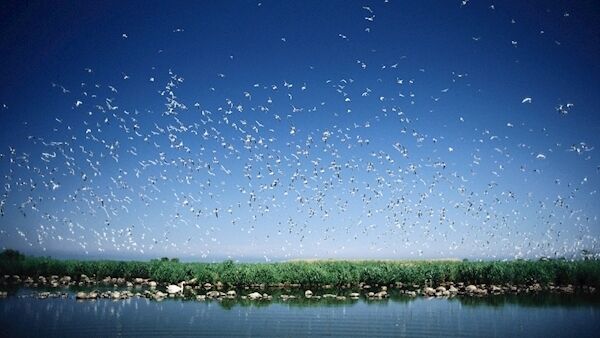 Gulls and Terns over Lough Neagh. Picture: Geray Sweeney/CORBIS Gulls and Terns over Lough Neagh. Picture: Geray Sweeney/CORBIS