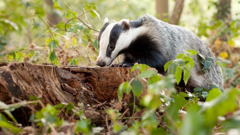 Change to vaccination protects badgers, cattle, and farmers Change to vaccination protects badgers, cattle, and farmers
