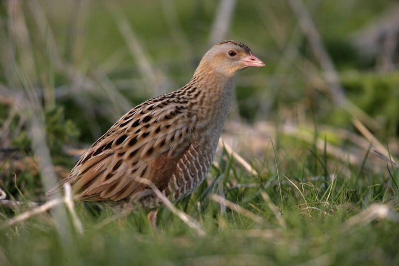 A corncrake at Inishbofin.