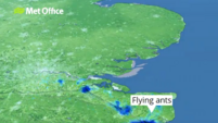 Swarm of flying ants so large it can be seen from space spotted over UK