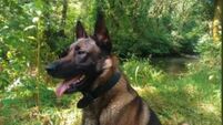 Police dog helps to find elderly couple injured in a ditch