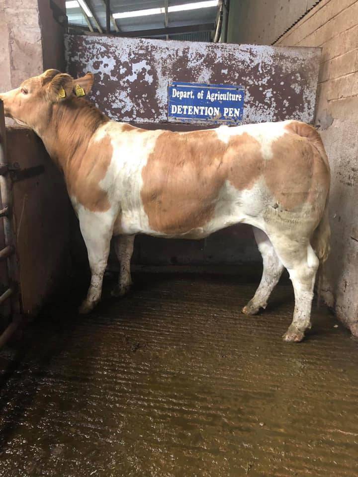 At Dowra mart in Co Cavan Saturday, this 495kg store heifer sold for €1,500.