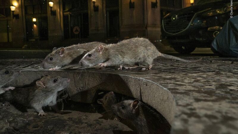 Michael Moynihan: Pest news yet! Giant rats won't overrun Cork city anytime soon Michael Moynihan: Pest news yet! Giant rats won't overrun Cork city anytime soon