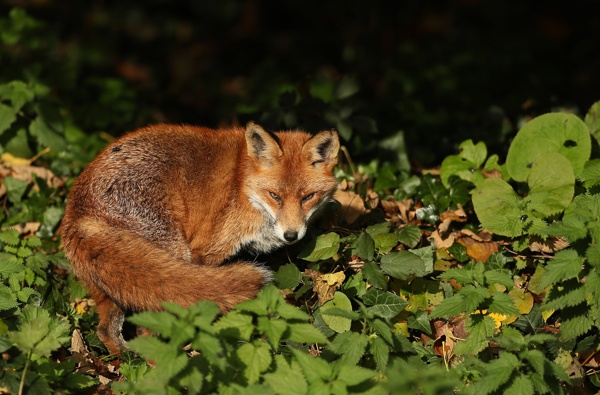 Foxes have been eating humans’ leftovers for 42,000 years – study