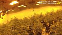 Kent cannabis farm police raid
