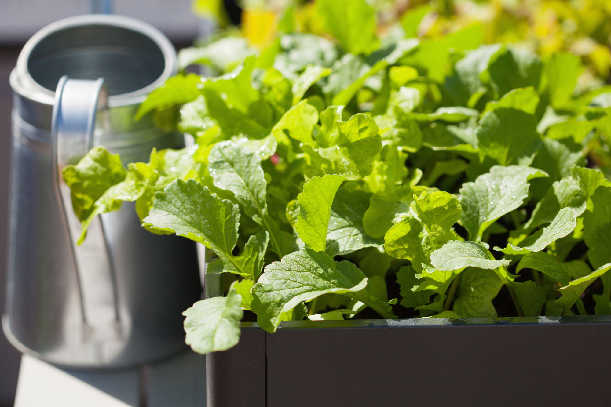6 mistakes to avoid when growing veg in containers