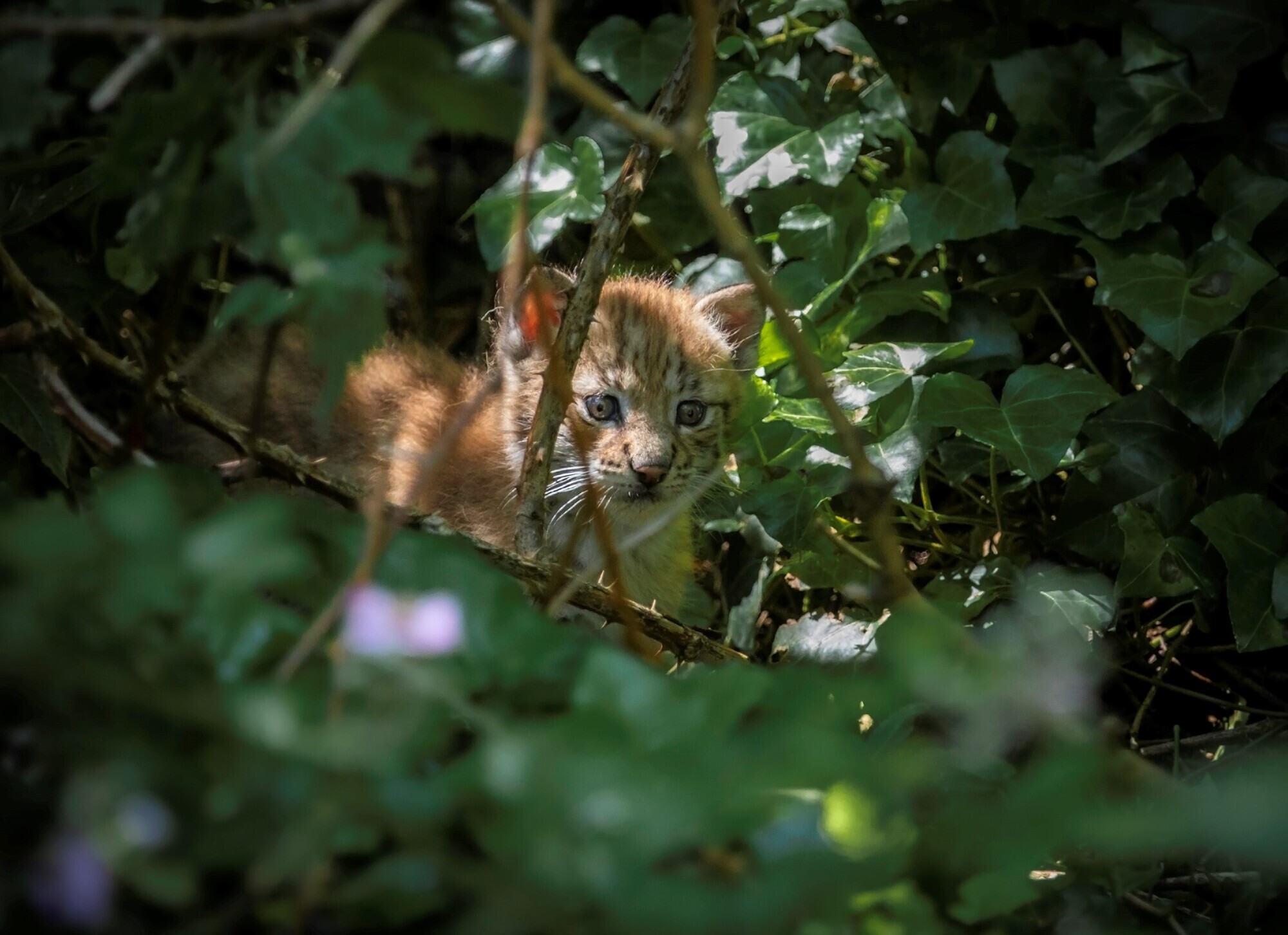 ‘Inquisitive’ lynx kittens at UK wildlife attraction to be named by public